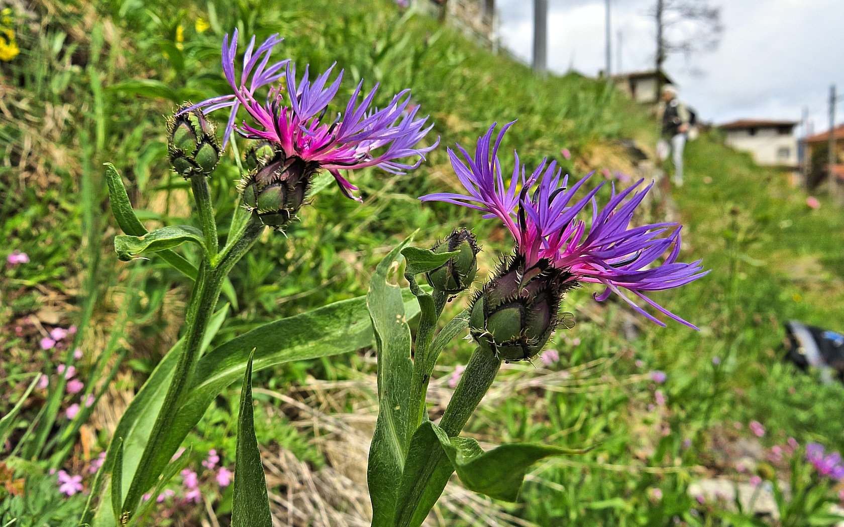 Le ultime arrivate tra le piante gi� fiorite